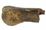 Partial Theropod Phalange (Toe Bone) - Montana #103750-1
